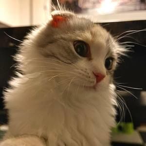 Meet your Posher, Ngoc